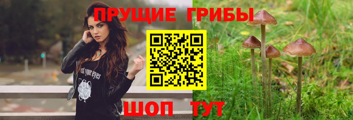 Псилоцибиновые грибы Psilocybine cubensis Мыски